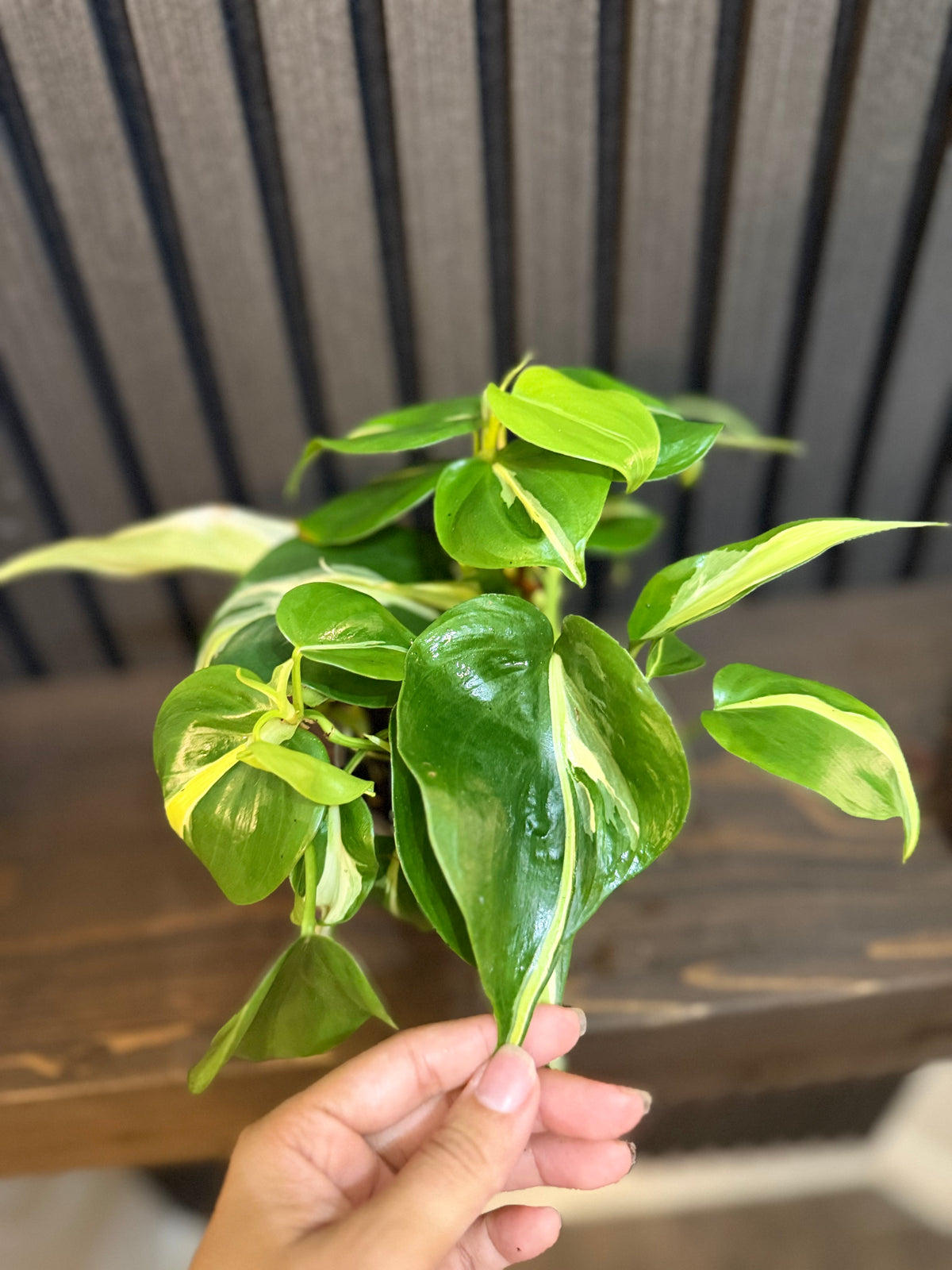 Philodendron Rio 4” pot - Chunky soil and clear pot included