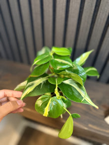 Philodendron Rio 4” pot - Chunky soil and clear pot included