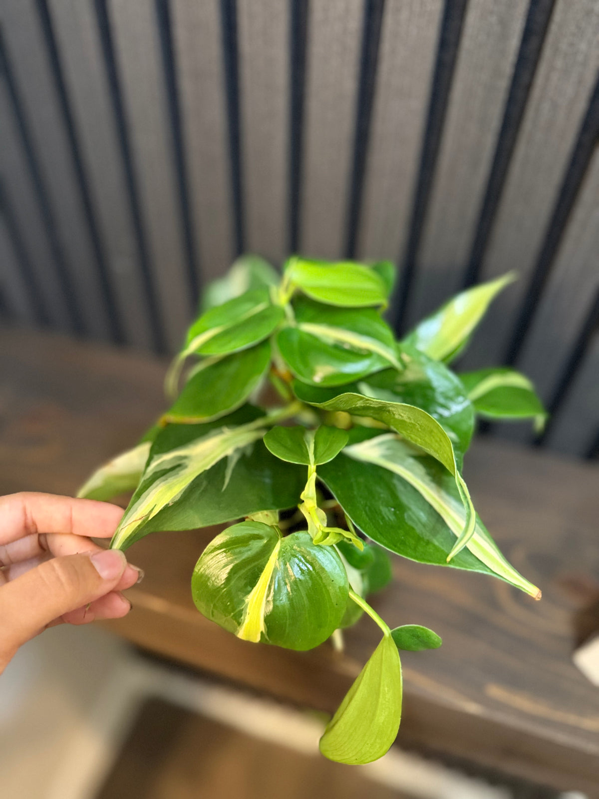 Philodendron Rio 4” pot - Chunky soil and clear pot included