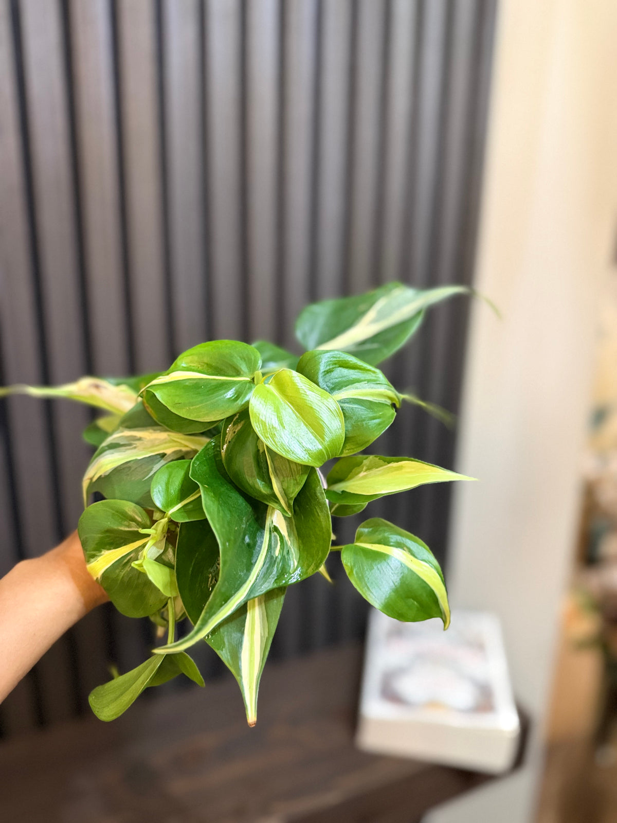 Philodendron Rio 4” pot - Chunky soil and clear pot included