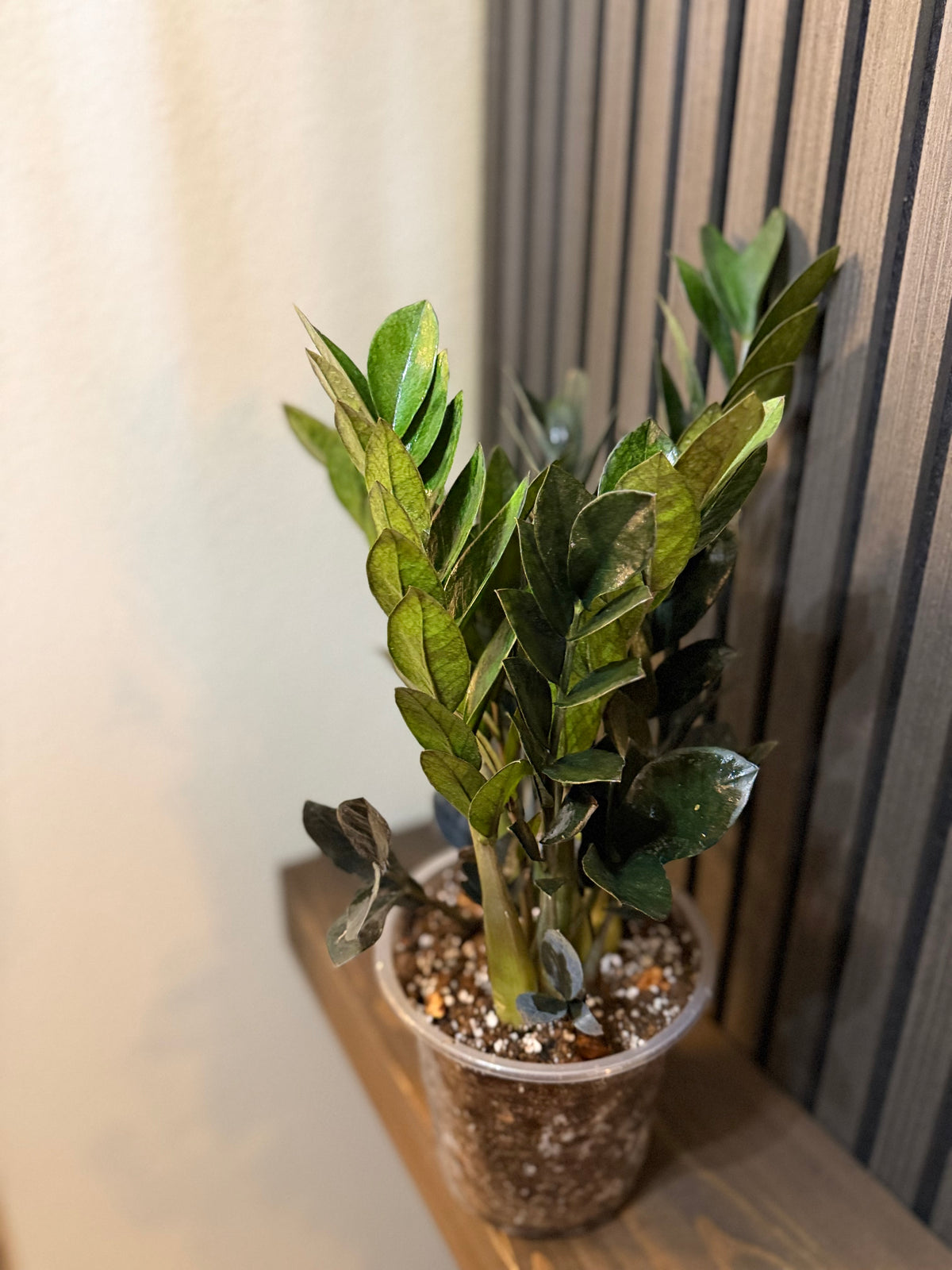 Huge ZZ Black Raven 7” - chunky soil and clear pot included