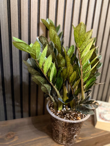 Huge ZZ Black Raven 7” - chunky soil and clear pot included