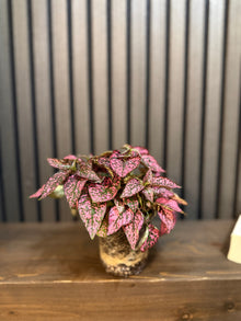 Pink Polka Dot Plant - 4” Pot, Chunky Soil Mix, and Clear Pot Included