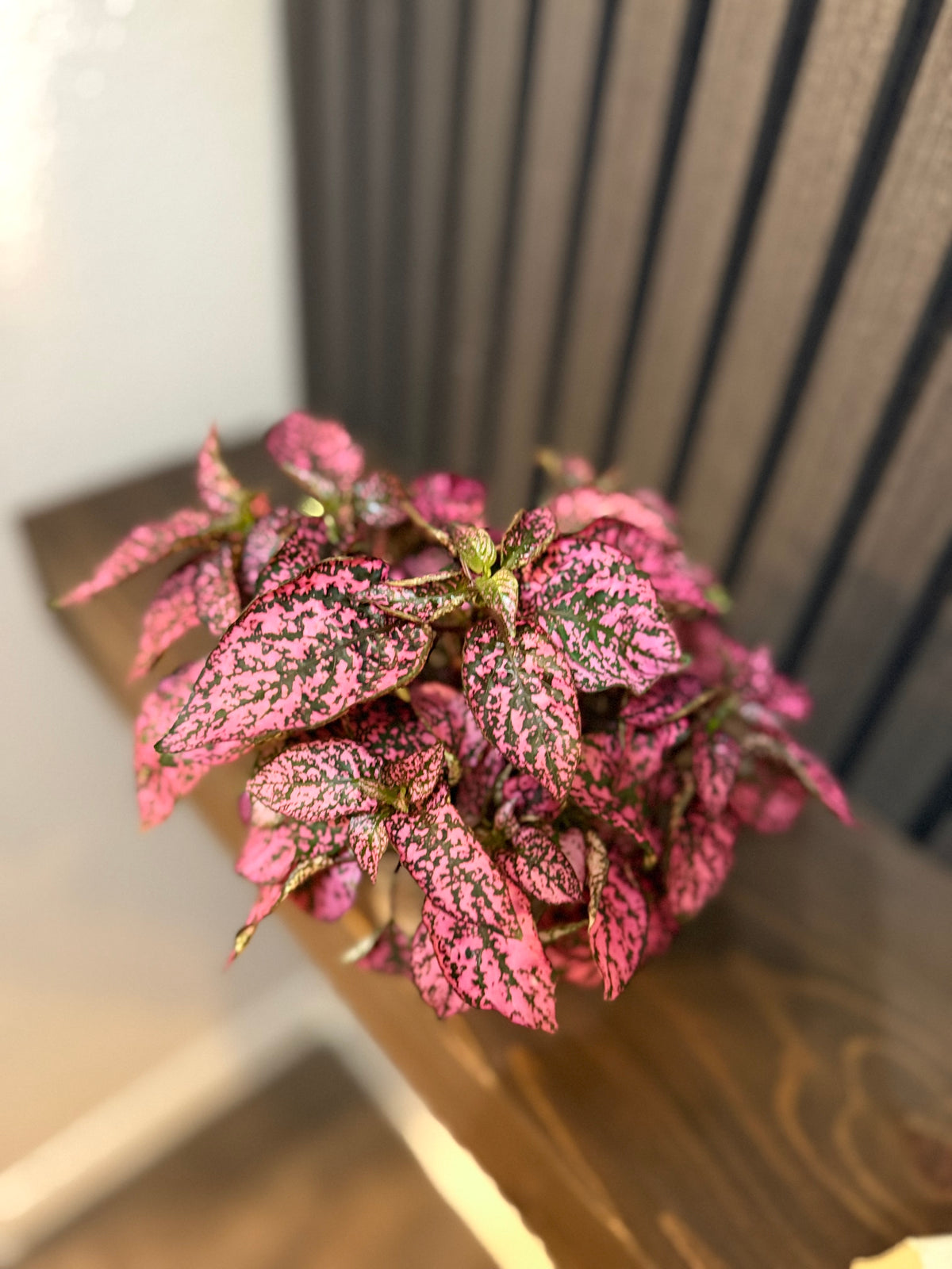 Pink Polka Dot Plant - 4” Pot, Chunky Soil Mix, and Clear Pot Included