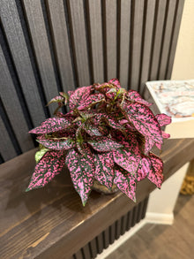 Pink Polka Dot Plant - 4” Pot, Chunky Soil Mix, and Clear Pot Included