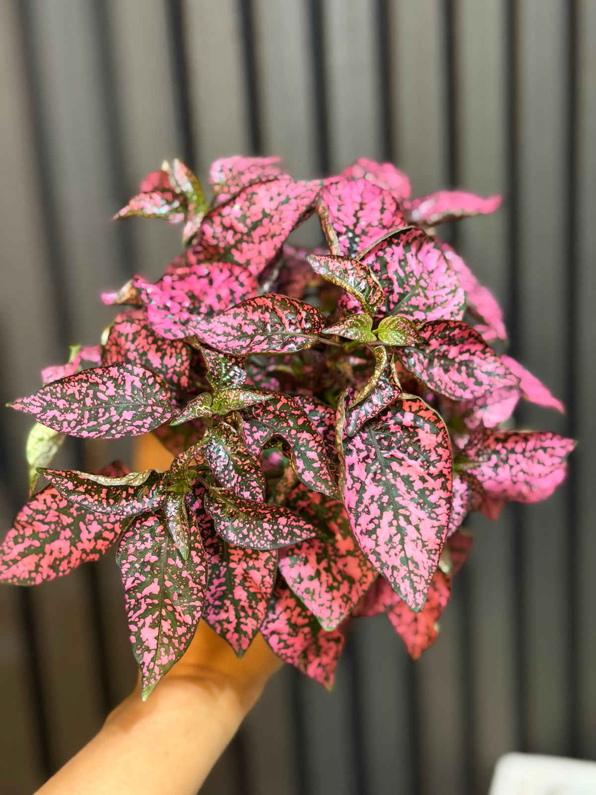 Pink Polka Dot Plant - 4” Pot, Chunky Soil Mix, and Clear Pot Included
