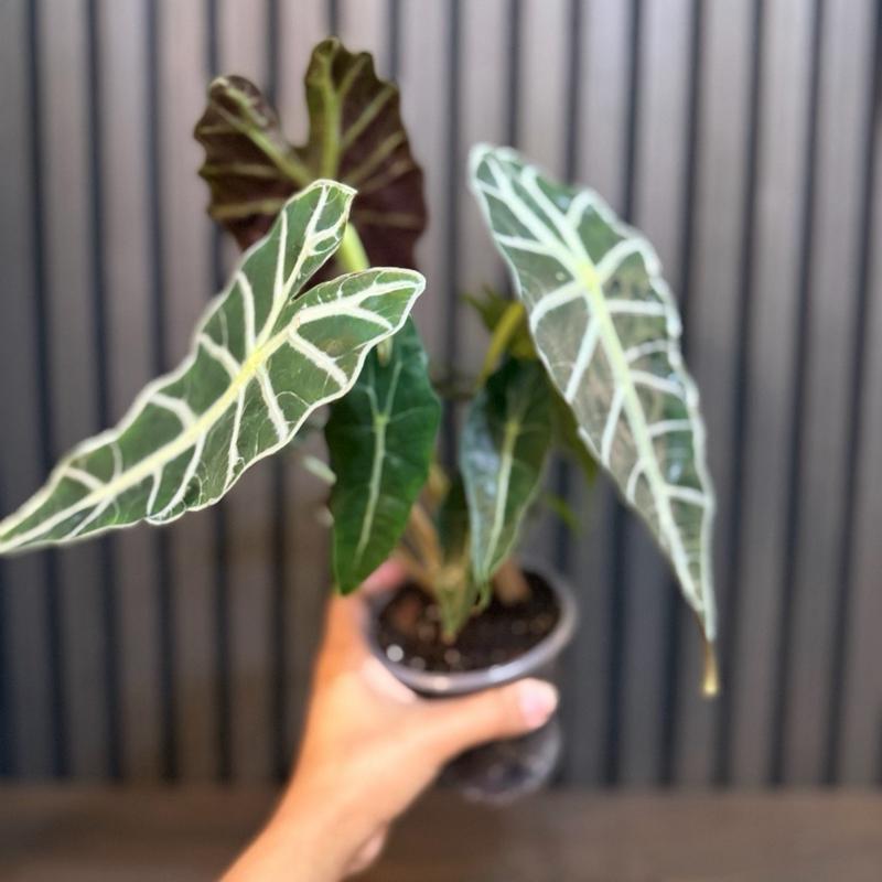 Alocasia Polly - 4” Potted in Clear Pot with Included Chunky Soil