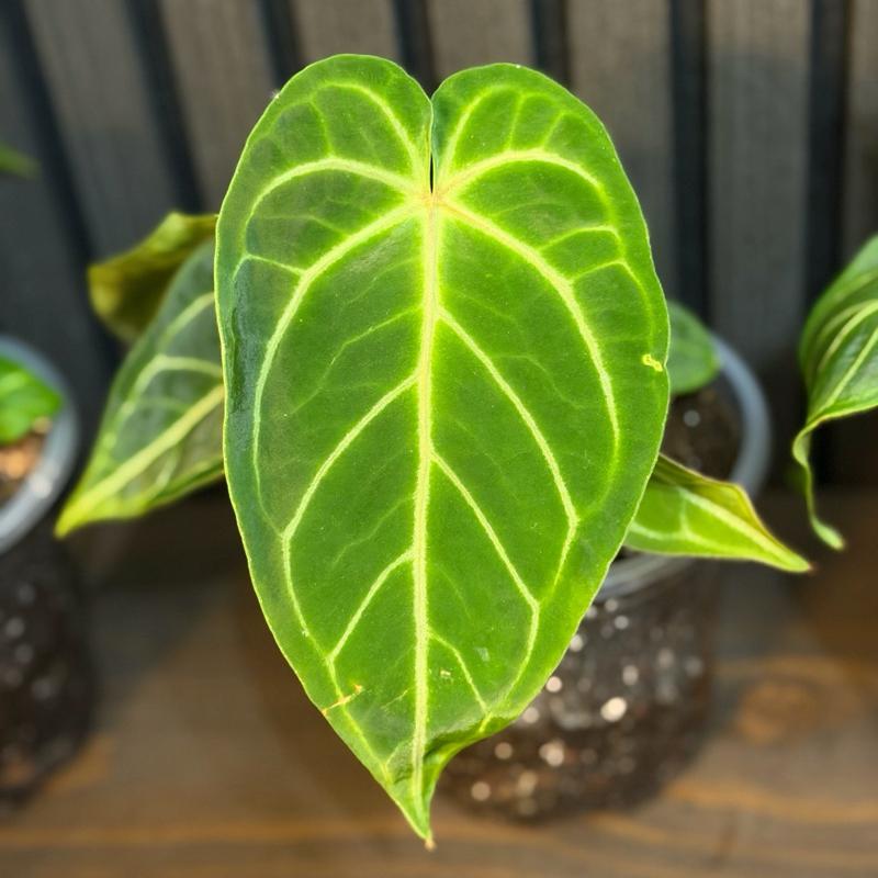 Anthurium Magnificum 5”pot - Clear pot included