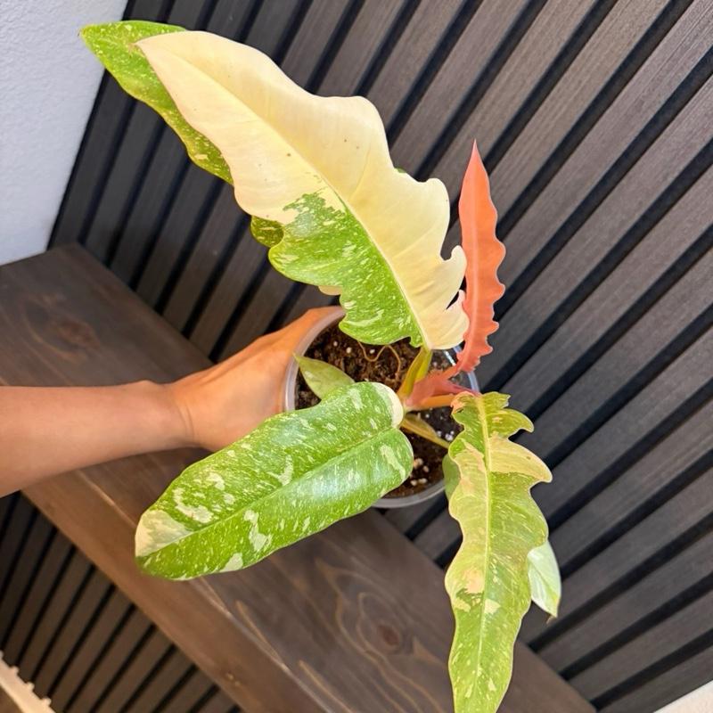 Philodendron Ring of Fire 5” pot - Chunky soil and clear pot included