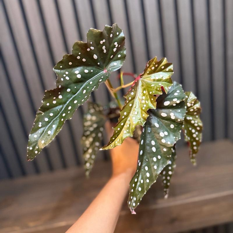 Begonia Maculata 4” pot - Clear pot chunky soil included