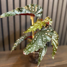 Begonia Maculata 4” pot - Clear pot chunky soil included