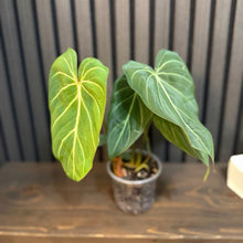 Philodendron Gloriosum 4”pot - clear pot Included
