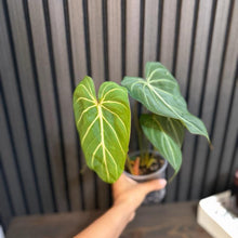 Philodendron Gloriosum 4”pot - clear pot Included
