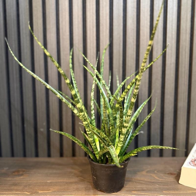 Sanseviera Fernwood Mikado 4”pot, chunky soil mix included