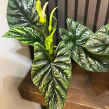 Alocasia Quilted Dream 5” pot - clear pot included