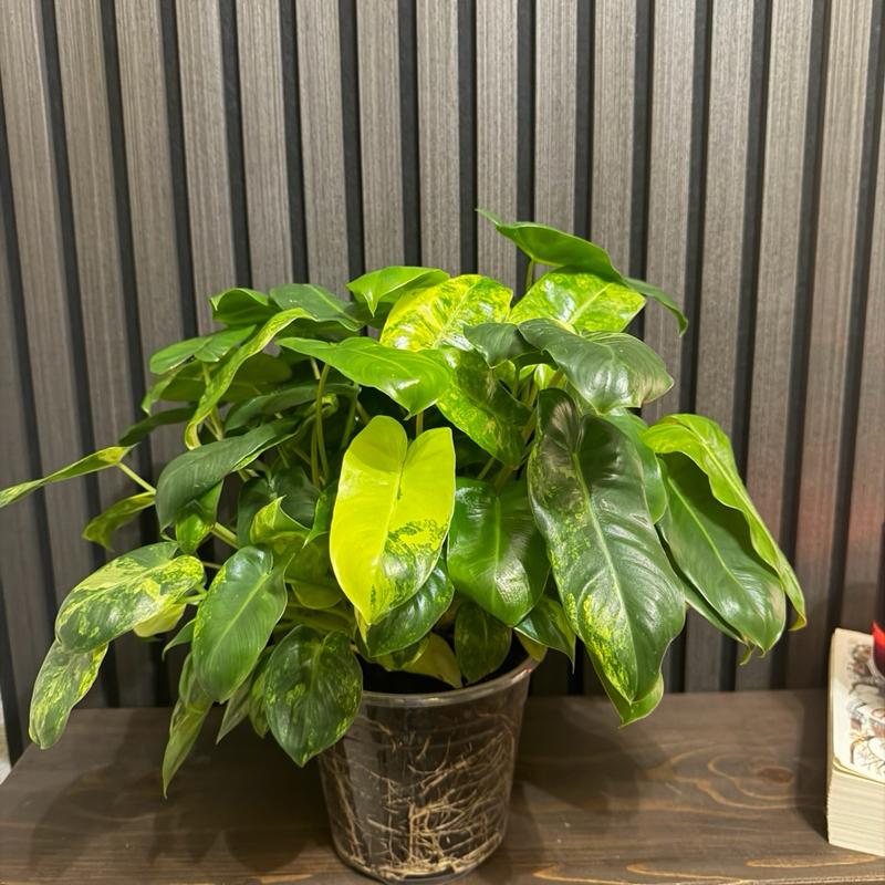 Variegated Philodendron Burle Marx 6”pot - Clear pot included
