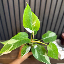 Philodendron White Princess 4” pot - Clear pot included