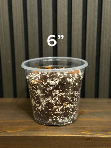 Chunky Soil Mix for Tropical Plants with Clear Pot, Reusable Portable Planting Bag, Multiple Sizes