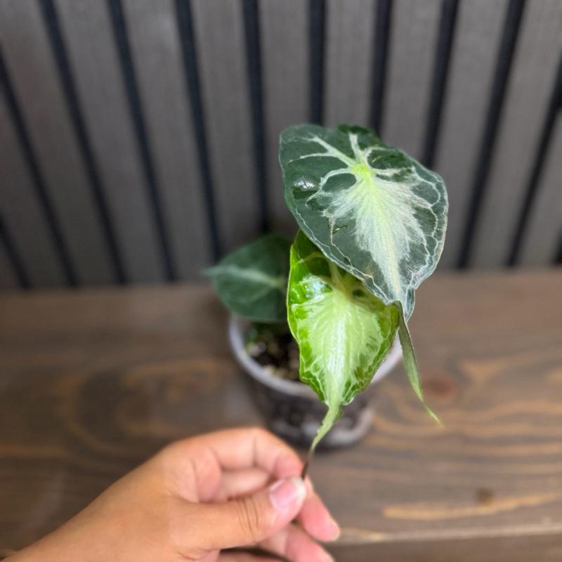 Rare Alocasia Venom 4” pot - Clear pot and chunky soil mix included