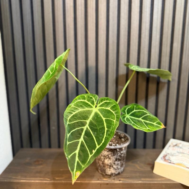 Anthurium Regale Hybrid 5”pot - Chunky soil and clear pot included