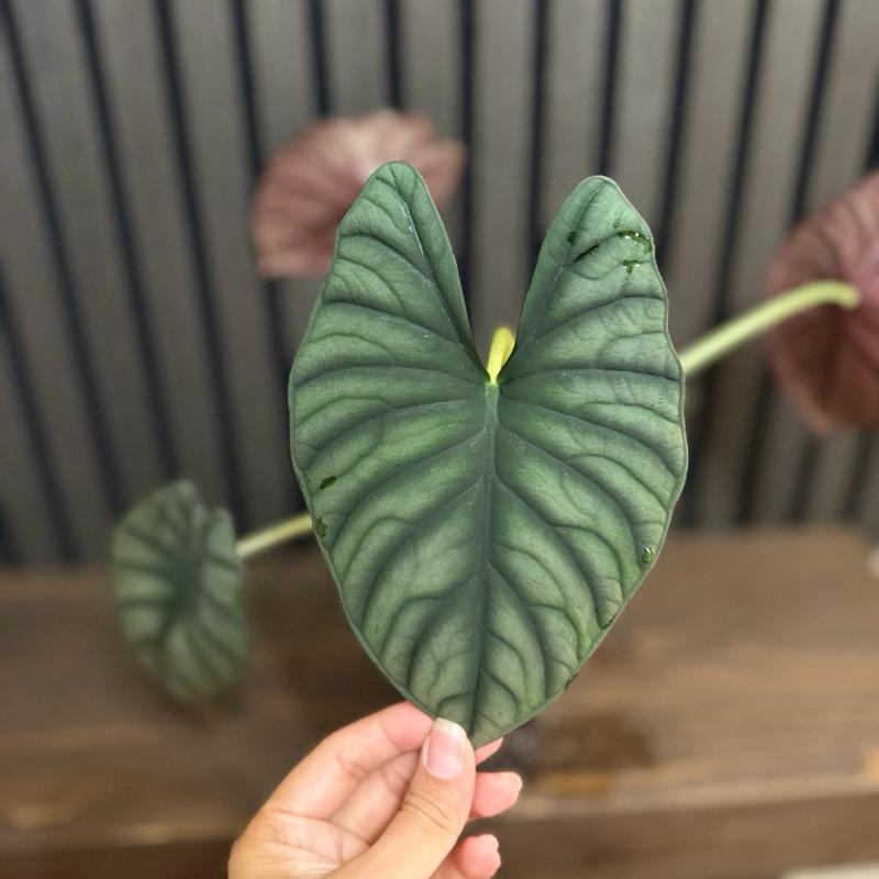 Alocasia Nebula 4”pot - Clear pot and chunky soil included