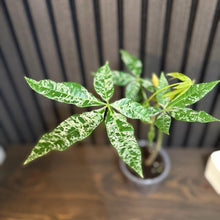 Variegated Money Tree 4”pot - Clear pot included