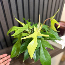 Philodendron Florida Ghost 6”pot - Clear pot included