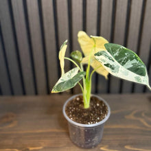 Alocasia Frydek Variegated 4” pot - Clear pot included