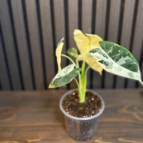 Alocasia Frydek Variegated 4” pot - Clear pot included