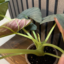 Huge Alocasia Maharani Plant in 5” Pot - Corm-Filled, Includes Chunky Soil and Clear Pot