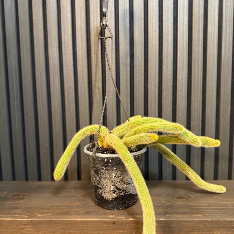 Rare Monkey Tail Cactus - 6 in Pot with Hanging Basket and Clear Pot