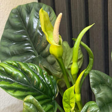 Alocasia Quilted Dream 5” pot - clear pot included