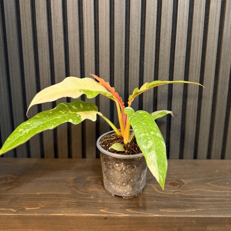 Philodendron Ring of Fire 5” pot - Chunky soil and clear pot included