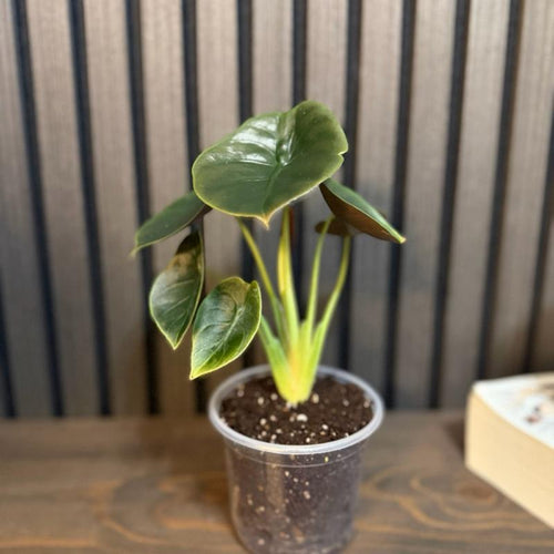 Alocasia Cuprea Red Secret 4” pot - Clear pot included