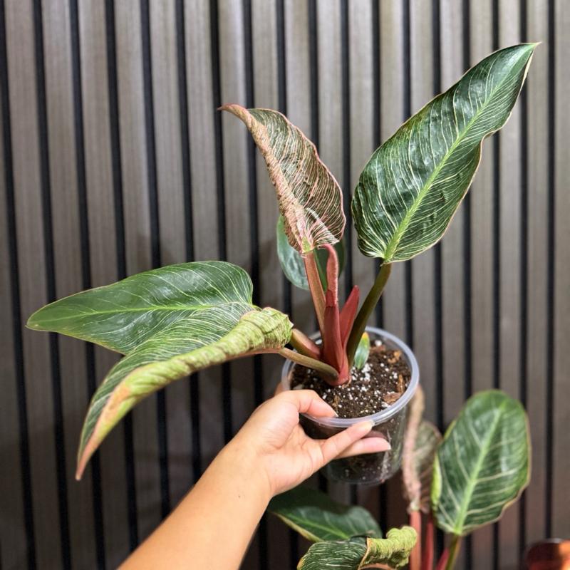 Philodendron Pink Birkin 5” pot - Clear pot included