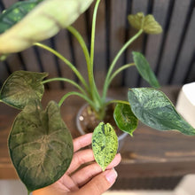 Alocasia Dragon Scale Mint 4”pot - Clear pot included