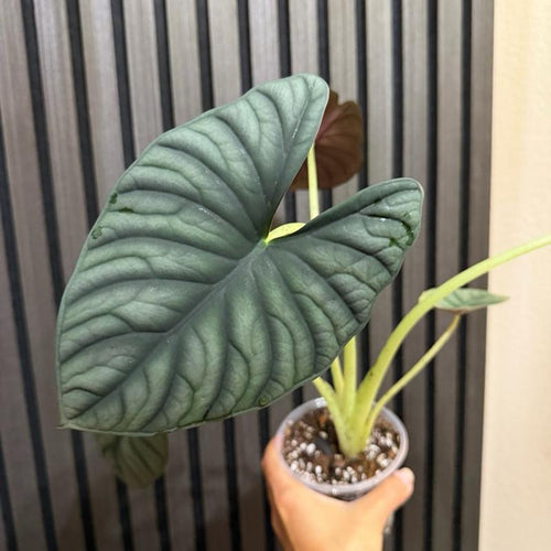 Alocasia Nebula 4”pot - Clear pot and chunky soil included