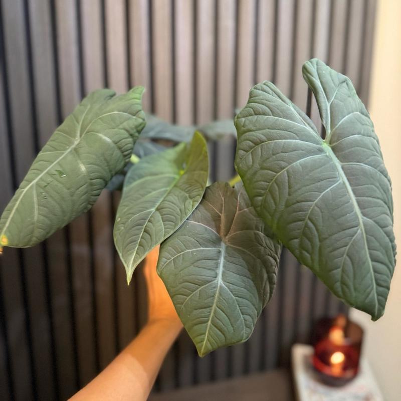 Huge Alocasia Maharani Plant in 5” Pot - Corm-Filled, Includes Chunky Soil and Clear Pot