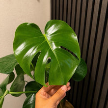Monstera deliciosa M 6”pot - Moss pole, chunky soil, clear pot included