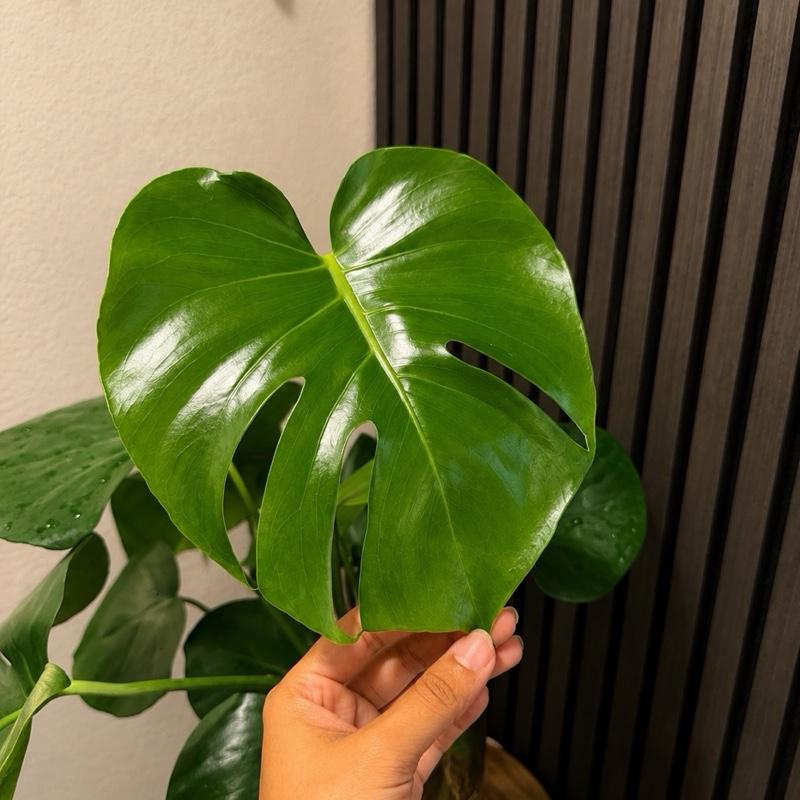Monstera deliciosa M 6”pot - Moss pole, chunky soil, clear pot included