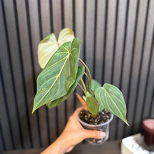 Philodendron Gloriosum 4”pot - clear pot Included