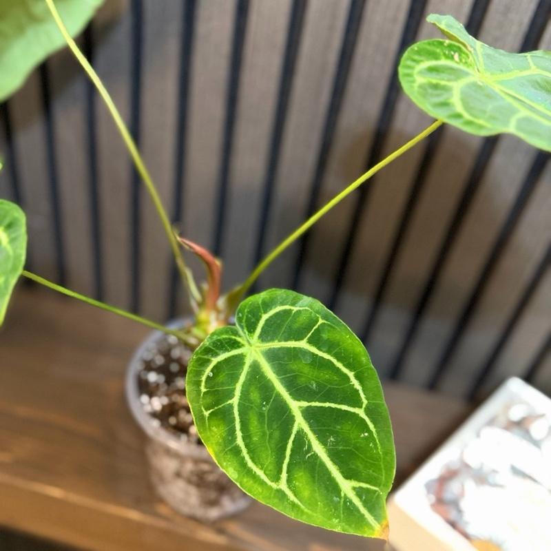 Anthurium Regale Hybrid 5”pot - Chunky soil and clear pot included