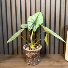 Alocasia Bisma Platinum 5”pot, Chunky soil and Clear Pot included