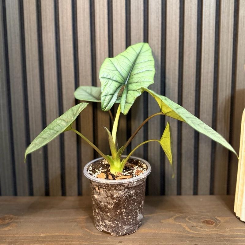 Alocasia Bisma Platinum 5”pot, Chunky soil and Clear Pot included