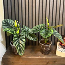 Alocasia Quilted Dream 5” pot - clear pot included