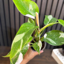 Philodendron White Princess 4” pot - Clear pot included